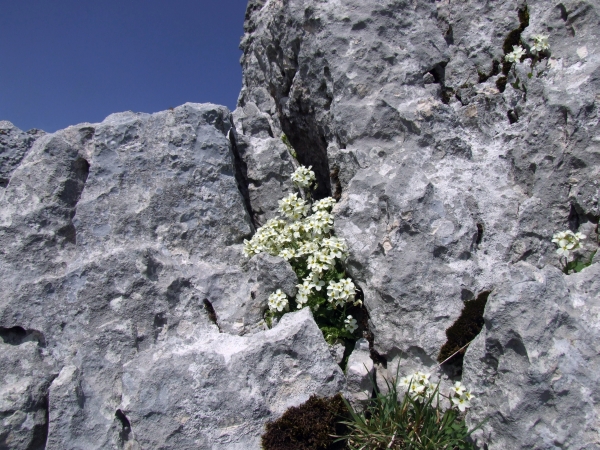 arabis alpina subsp caucasica